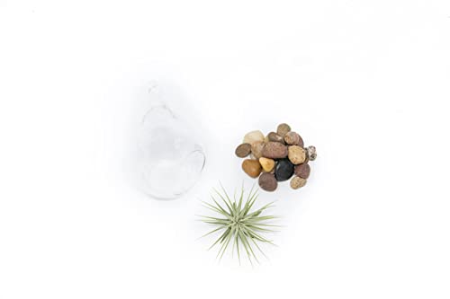 Glass Teardrop Plant Terrarium With - 1 Air Plant And Stones In Propagation Jar - Home And Garden Decor Plant Pot - Easy Care Indoor And Outdoor Plant Vase (1 Teardrop - Beige Stones) #TOP1