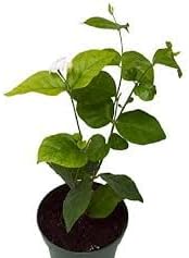 Jasmine, Yasmin, Belful,Bella, Jessamine,Jasminum,Air Layering Grafted Healthy Live Plant Actual Plant Height .1 ft to 2(Hybrid, Pack of 1)