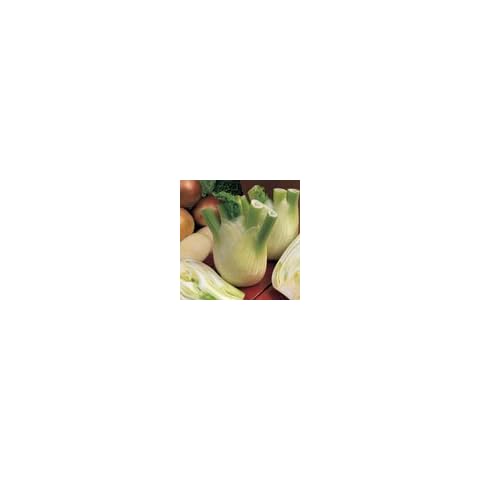 Kings Seeds Sweet Florence Fennel Seeds Cover