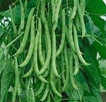 Kentucky Wonder Pole Beans