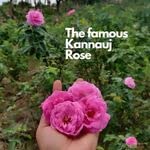 Image of ABSOLUTE & ATTAR 100% Natural Fragrance /Scent Kannauj Attars Rollerball-Roll On Perfume - 8ml (Rooh Gulab)
