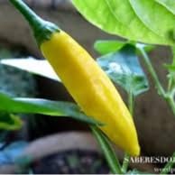 Sementes de Pimenta Amarela Comprida Blune Line 2,5g Topseed Garden