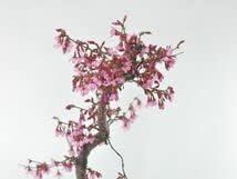 受け皿付き 盆栽 桜 豪華 盆景 情景を楽しむ初めてでも安心の育て方冊子と肥料付き ギフト 開店 お祝い 【イロハ】 退職