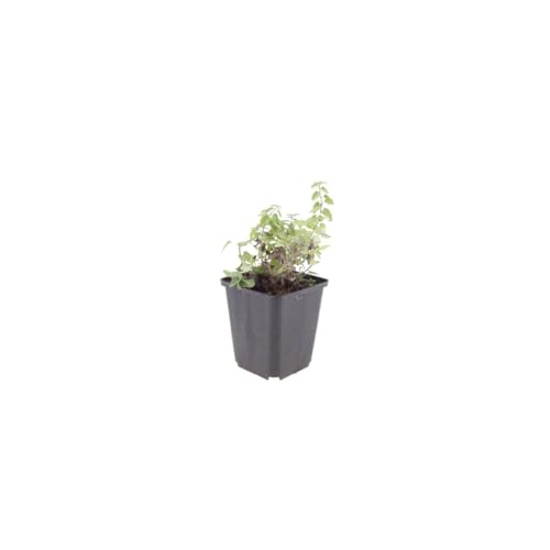 Nepeta faassenii résistant à la sécheresse pour végétaliser un sol pauvre - 3