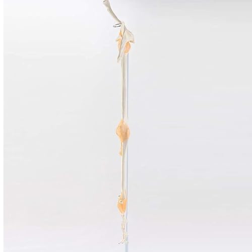 Modèle de joint de main et de poignet AMITD anatomique taille réelle - 5
