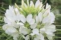 200 White Queen Cleome Hasslerana Spider Flower Seeds