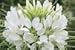 200 WHITE QUEEN CLEOME (Spider Flower) Cleome Hasslerana Flower Seeds