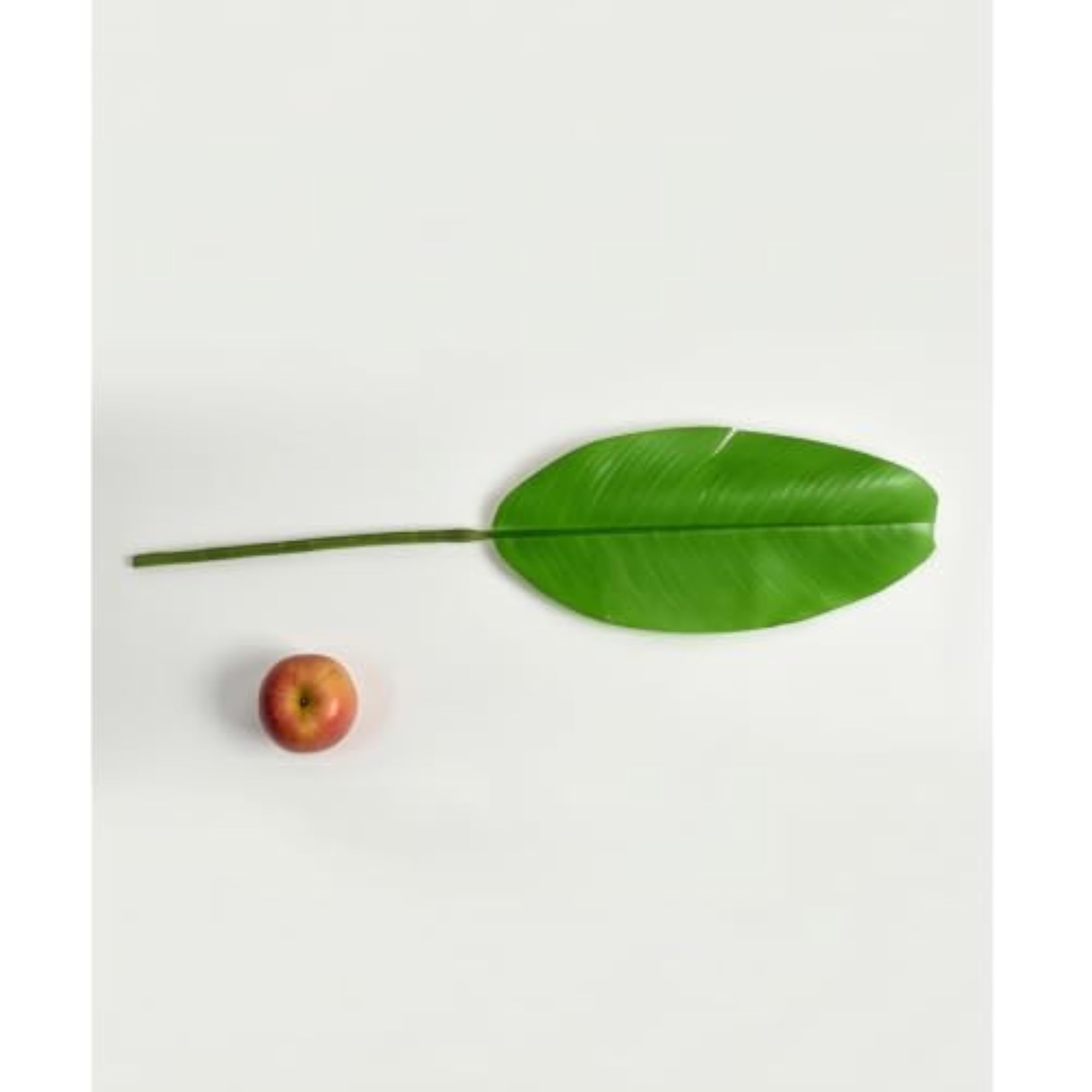 Banana Leaf Stem, Green