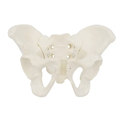 Image of Mini Size Female Pelvis Model, Flexible Anatomy Model, Hip Bone Pelvic Anatomical Model for Science Education Midwife, 15x13x7cm