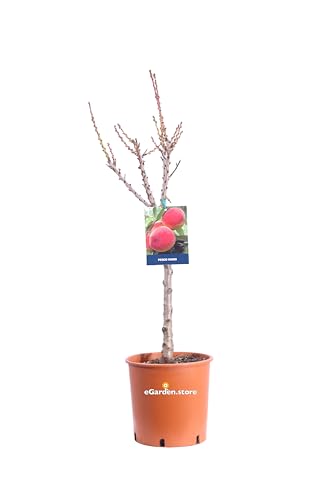 Pianta da Frutto Nana Albero Nano da frutto pianta nana da coltivare in vaso su terrazzo o balcone età 3 anni ottima fruttificazione pianta vera venduta da eGarden.store (Pesco)