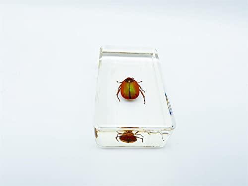 Image of Assorted Styles of Beetle and Insect Specimens, Clear Amber Resin Material Ideal for Kids' Science Education, Collecting, and Home Decoration 2.4″*1.4″*0.7″ (No.43)