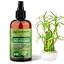 BAMBOO Plants Superfood