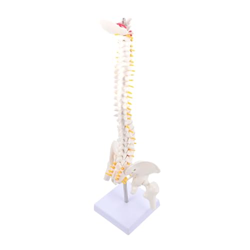 Modèle de coccyx et colonne vertébrale Healvian pour l'apprentissage en laboratoire médical