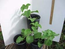 Cuban Oregano,Oregano brujo,Spanish Thyme,Mexican Thyme-Live Plant 6