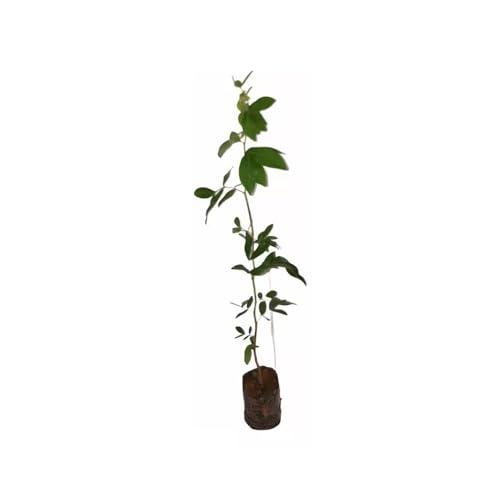 Genérico, Muda de Copaiba 20 a 40cm AMK - Plantas Online