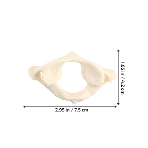 Image of Solustre Cervical Spine Model Life-Size Human Cervical Vertebrae Anatomical Model for Student Study Teaching Patient Education Anatomy Reference 2.95 X 1.65 X 0.98 in