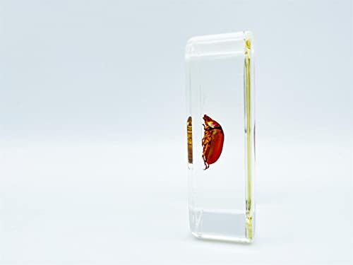Image of Assorted Styles of Beetle and Insect Specimens, Clear Amber Resin Material Ideal for Kids' Science Education, Collecting, and Home Decoration 2.4″*1.4″*0.7″ (No.43)