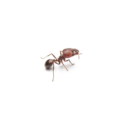 S8 Ep50: The hidden cost of invasive species