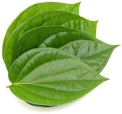 WoFLoo Banarasi Magai Paan Plant with Nursery Pot