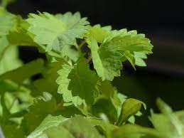 “Salad Burnet” Herb Seeds – Alternative Salad Green and Easy-to-Grow Herb – Harvest in 6 Weeks | Never GMO, Always Heirloom and OP | USA Grown Seeds by Liliana's Garden | - Image 4
