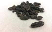 Chinese Olive｜Qing Guo｜青果｜Fruit of Canarium album Raeusch