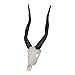 Skullies - Miniature Bushbuck Skull