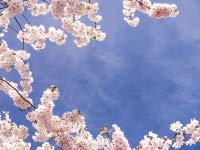 Hochwertige Fototapete - Kirschblüte im Frühling (Selbstklebende...