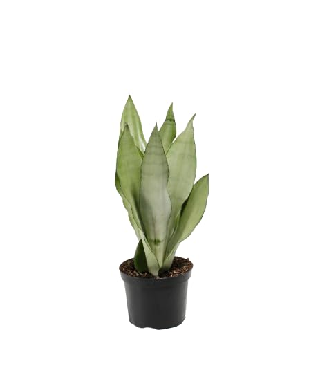 Sansevieria Moonshine Natural la Planta Exótica que Ilumina tus Espacios