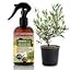 OLIVE TREE