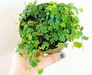 Oak Leaf Fig Plant, Ficus Quercifolia Pumila, Aka String of