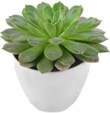 Image of Bigreen Pack of 2 Vishnu Kamal and Laxmi Kamal Succulent Plants with Pots Elegant Indoor and Outdoor Decoration