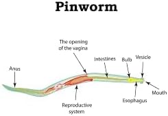 PCI Pinworm Test Kit: Accurate Detection for Anal Itching Caused by pinworms, Ideal for Anyone who has had Negative Results, Targets Peri-Anal Region, Includes 1 Pinworm Sticky Paddle Test kit