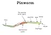 PCI Pinworm Test Kit: Accurate Detection for Anal Itching Caused by pinworms, Ideal for Anyone who has had Negative Results, Targets Peri-Anal Region, Includes 1 Pinworm Sticky Paddle Test kit