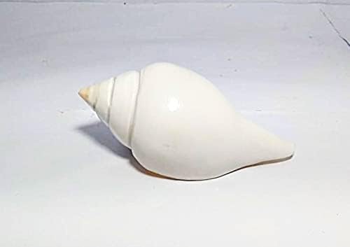 Indian Original JAL SHANKH/VAMABARTI PANI Shank/PUJA SHANKH (2 pulgadas) por Indian Collectible