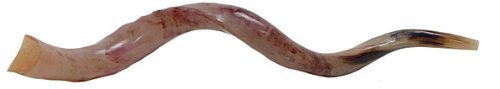 Zion Yemenite Shofar brillantes talla M Cover