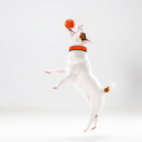 Image of Dog Collar for Large Dogs, Soft Padded Dog Belt Neck Collar, Dog Belt for Large Dogs Labrador, Golden Retriever, Pitbull, German Shepherd, Husky, Doberman (Yellow, L)