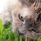 2700 Sementes Catnips Erva Gatos Grama Gatos 2 pct de Cada