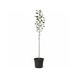Myoshome - Chopo Álamo Blanco Planta Natural en Maceta, Populus alba, Árbol Natural Exterior de Rápido Crecimiento para Jardín Patio Follaje Plateado Ornamental Fácil Cuidado. Chopo Alamo