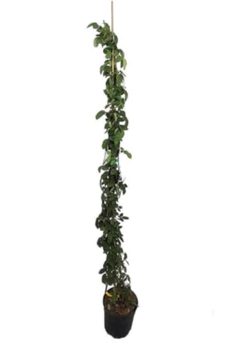 Planta natural Rosal Trepador, color Amarillo, 150-160 cm. Planta trepadora con floración abundante, ideal para muros y pérgolas, con aroma y color vibrante. Segura Garden.