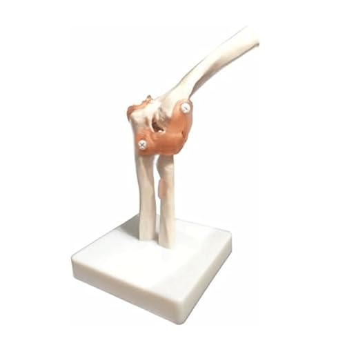 Modèle articulé de coude squelette en PVC anatomie médicale AMITD