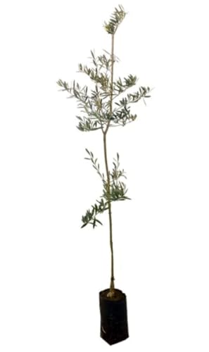 Árbol Olivo Hojiblanca, 140-150 cm. Olea europaea. Variedad productiva, con aceitunas de sabor afrutado. Segura Garden.