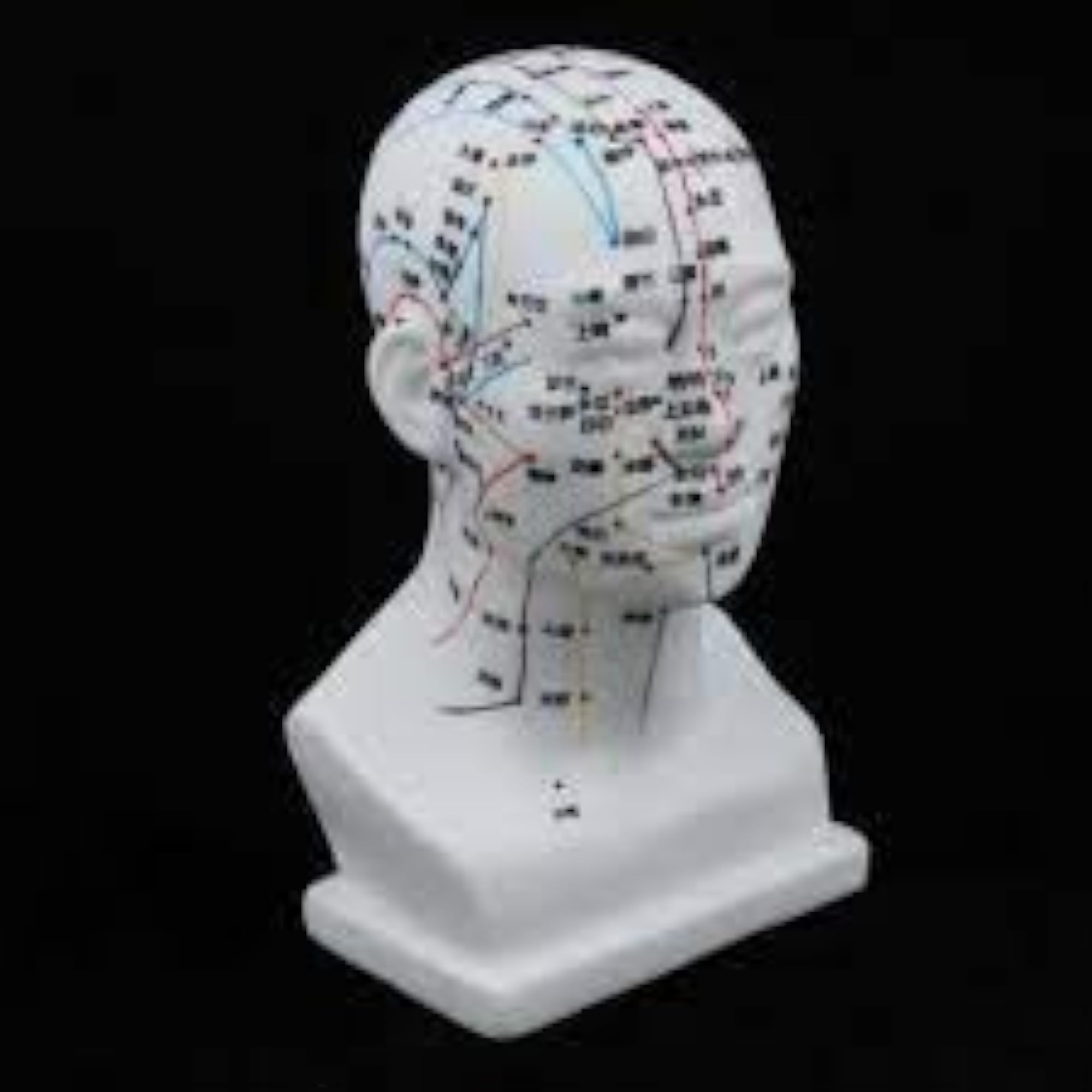 AcuPhysio Human Acupuncture Head Point Guide
