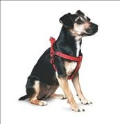 Ancol Padded Dog Harness (Sml - Black)