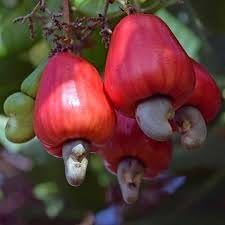 New Fresh 10pcs Cashew Fruit Seeds Generic