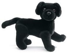 Black Labrador