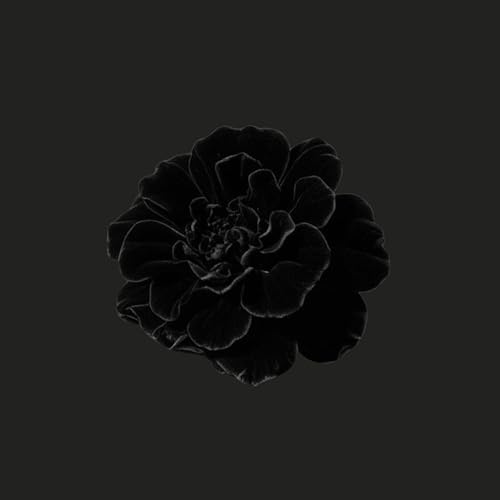 Marigold (inspired by Toni Morrison's The Bluest Eye)