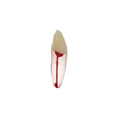 Generic BL08311518 10Pcs Dental Endodontic Root Canal Rct Practice Endo Teeth Tooth Model Pulp Study thumb #6