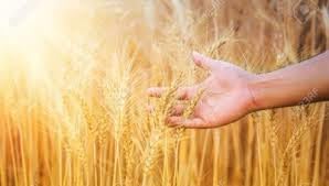 Image of Eywa Seeds & Exports Pvt Ltd Organic Sharbati Wheat Flour (10 Kg) For Eating And Cooking | Sharbati Atta Gehu | Produce Of India From Organic Farms