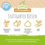 FLORTUS – Wintersteckzwiebel Stuttgarter Riesen 500 g Netz zertifiziertes Pflanzgut – Zwiebelgröße 8-21 mm, für den Anbau von mild-scharfen, goldenen & lagerfähigen Zwiebeln – Für Garten & Hochbeet