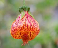 greEen Earth Painted mallow Parlor maple Callianthe picta Chinese Lanterns Ghanta Jaba small plant